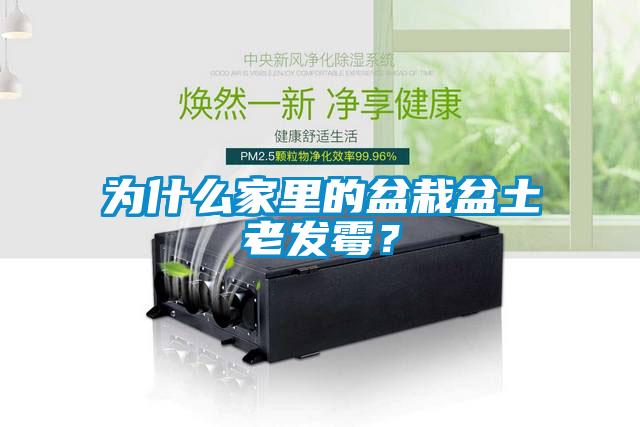 為什么家里的盆栽盆土老發(fā)霉？