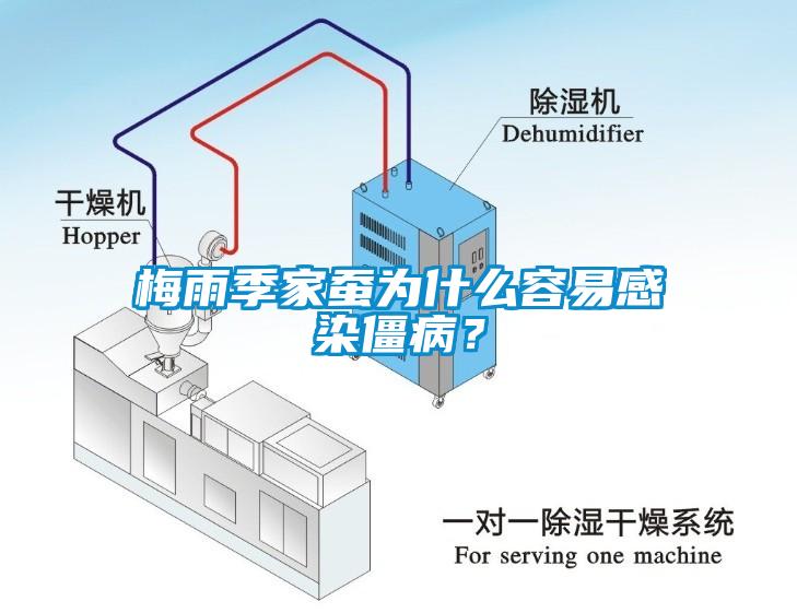梅雨季家蠶為什么容易感染僵??？