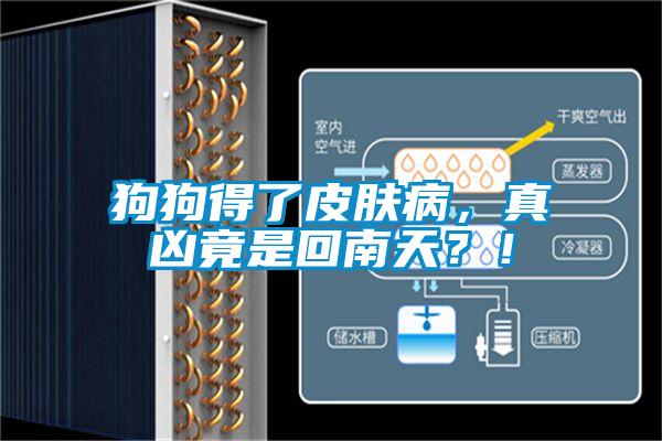 狗狗得了皮膚病，真兇竟是回南天？！