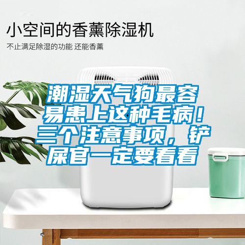 潮濕天氣狗最容易患上這種毛??！三個注意事項，鏟屎官一定要看看