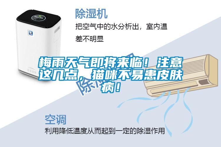 梅雨天氣即將來(lái)臨！注意這幾點(diǎn)，貓咪不易患皮膚??！
