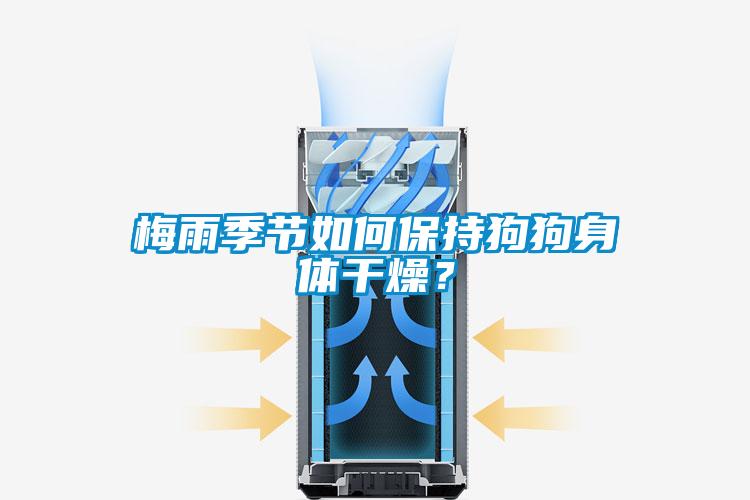 梅雨季節(jié)如何保持狗狗身體干燥？