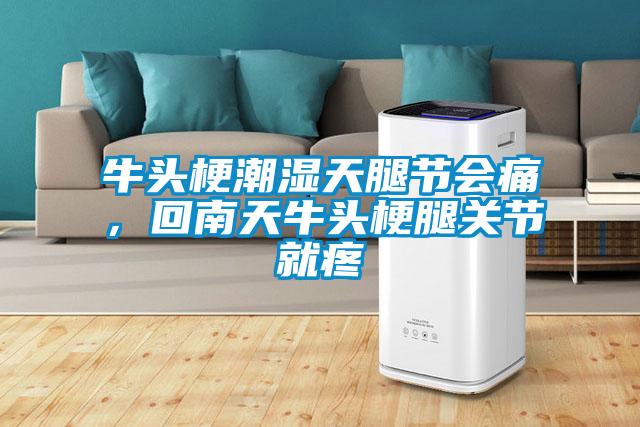 牛頭梗潮濕天腿節(jié)會痛，回南天牛頭梗腿關(guān)節(jié)就疼