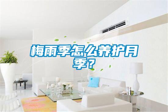 梅雨季怎么養(yǎng)護(hù)月季？