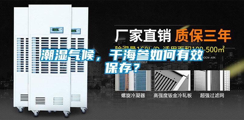 潮濕氣候，干海參如何有效保存？