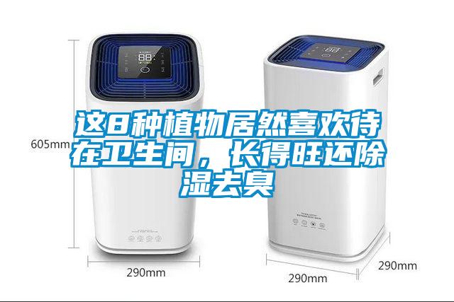 這8種植物居然喜歡待在衛(wèi)生間，長得旺還除濕去臭