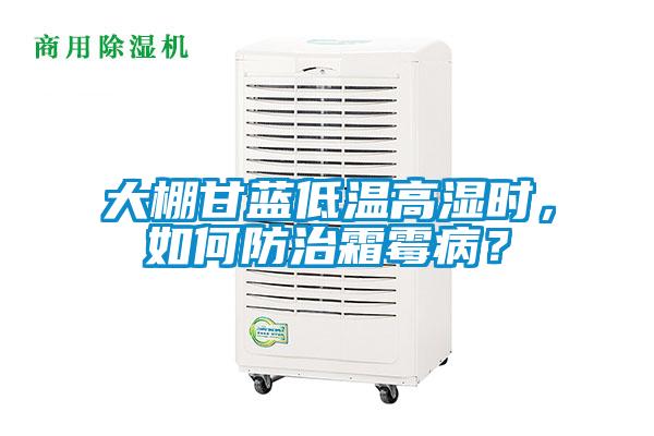 大棚甘藍(lán)低溫高濕時(shí)，如何防治霜霉??？