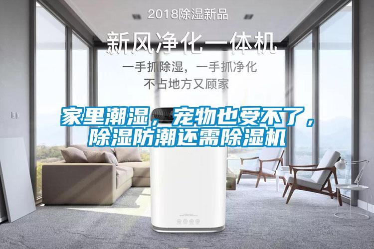 家里潮濕，寵物也受不了，除濕防潮還需除濕機