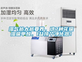 企業(yè)新聞濕氣越大越要養(yǎng)，這7種花吸濕吸甲醛，1盆頂個(gè)凈化器！