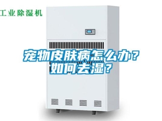 常見問題寵物皮膚病怎么辦？如何去濕？