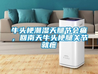 行業(yè)新聞牛頭梗潮濕天腿節(jié)會痛，回南天牛頭梗腿關(guān)節(jié)就疼