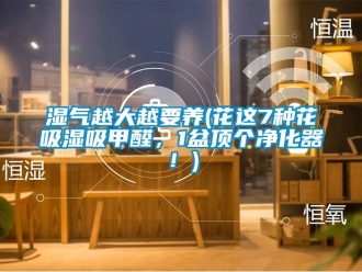 企業(yè)新聞濕氣越大越要養(yǎng)(花這7種花吸濕吸甲醛，1盆頂個(gè)凈化器！)