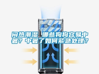 常見問題悶熱潮濕 哪些狗狗容易中暑？中暑了如何緊急處理？