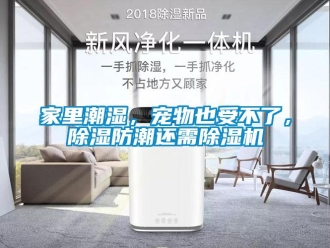 行業(yè)新聞家里潮濕，寵物也受不了，除濕防潮還需除濕機